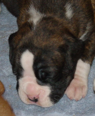 Brindle Male