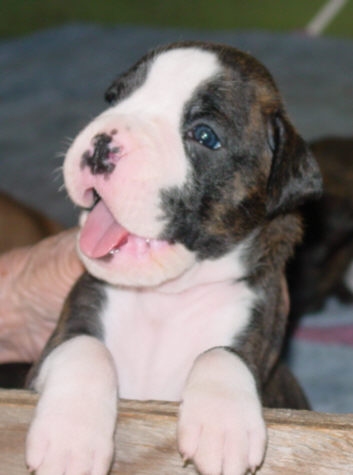 Brindle Male
