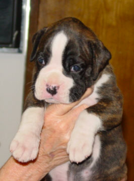 Brindle Male