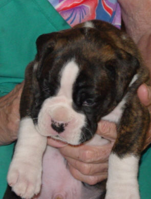 Brindle Male