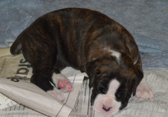 Brindle Male