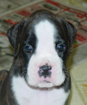 Brindle Female