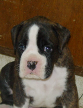 Brindle Male