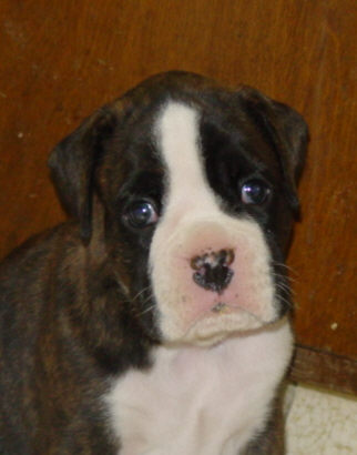 Brindle Male