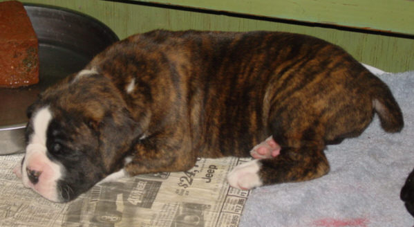 Brindle Male