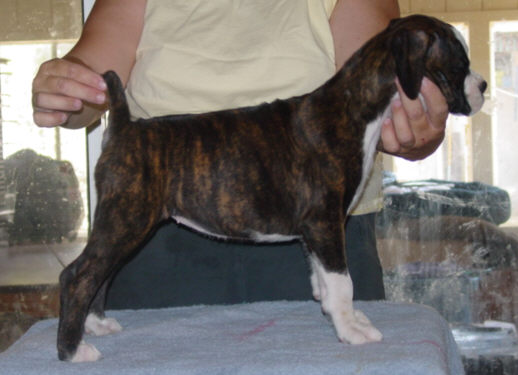 Brindle Female