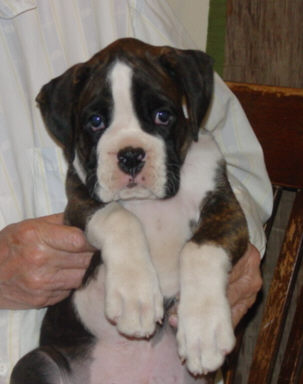 Brindle Male
