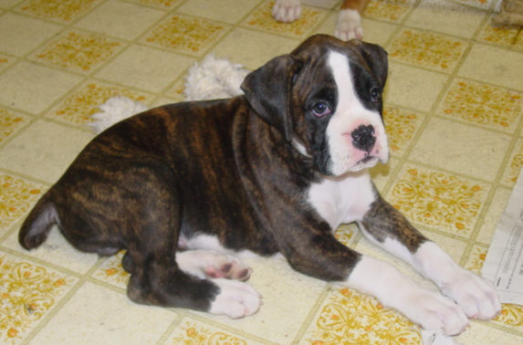 Brindle Male