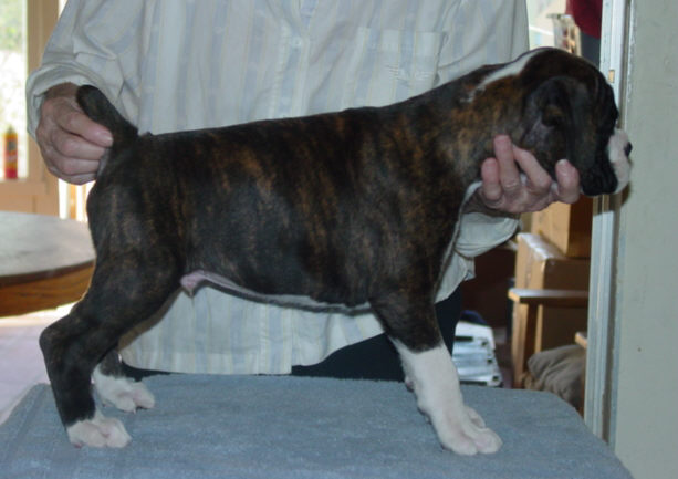 Brindle Male