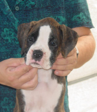 Brindle Female