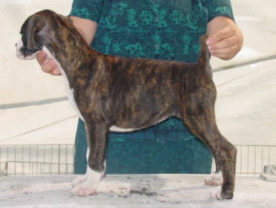 Brindle Female