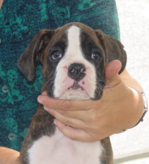 Brindle Male
