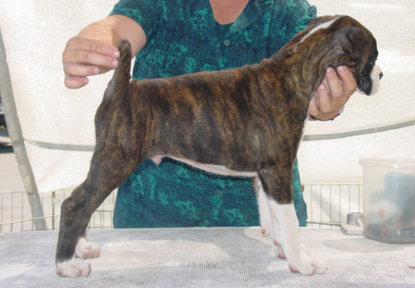 Brindle Male