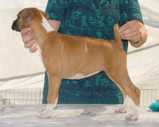 Fawn Female