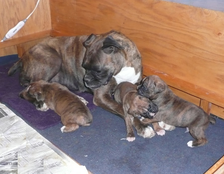 Maggie's Litter
