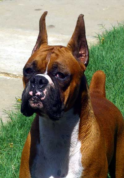 Bismark