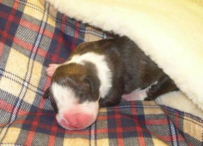 Brindle Female