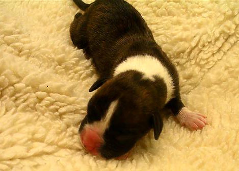 Brindle Male