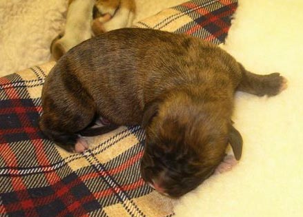 Brindle Male