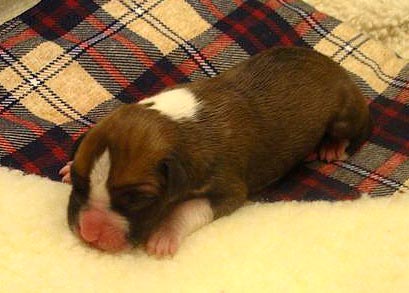 Fawn Female