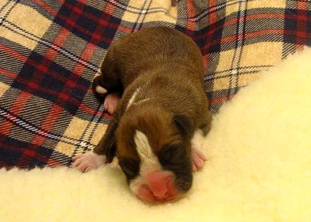 Fawn Female