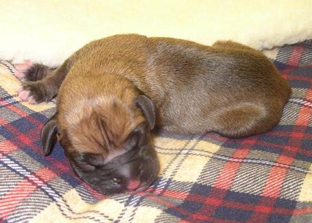 Fawn Female