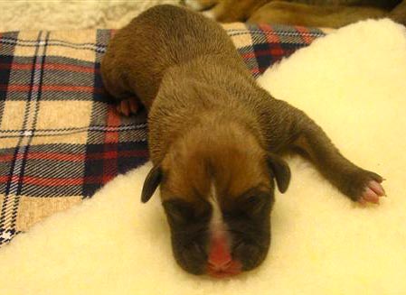 Fawn Male