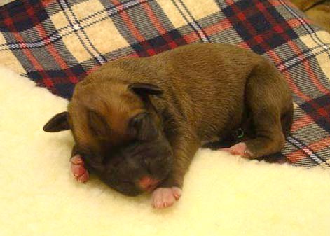 Fawn Male