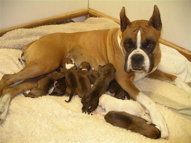 Calli & Litter