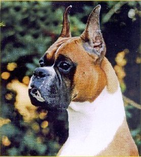 Tucker