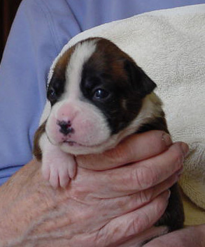 Brindle Female