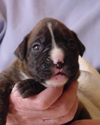 Brindle Female