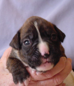 Brindle Female