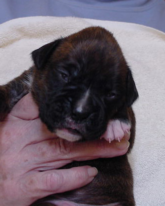 Brindle Male