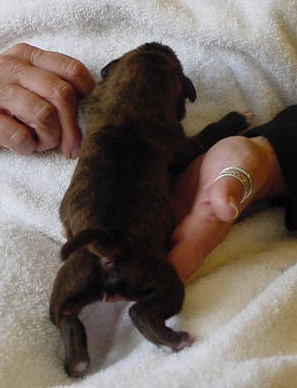 Brindle Male