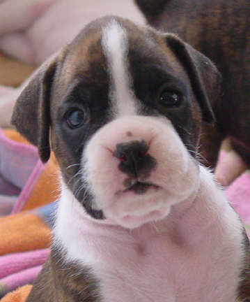 Brindle Female