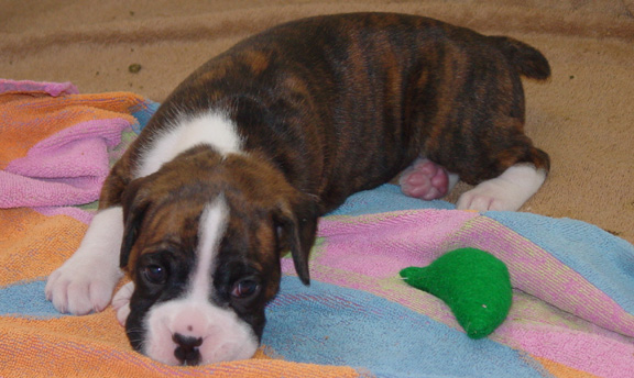 Brindle Female