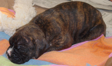 Brindle Female