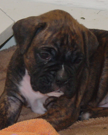 Brindle Male