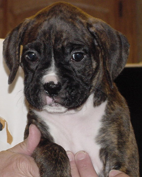 Brindle Female