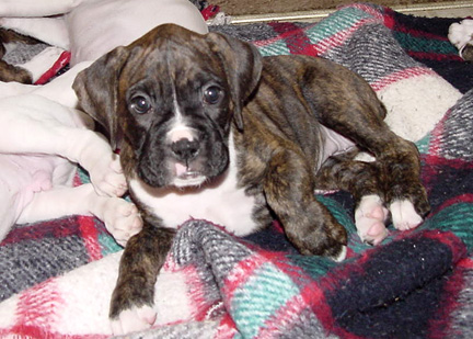 Brindle Female