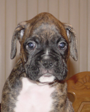 Brindle Male