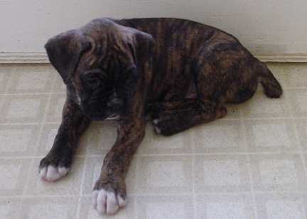 Brindle Male