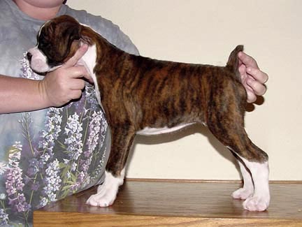 Brindle Female