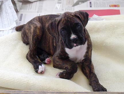 Brindle Female