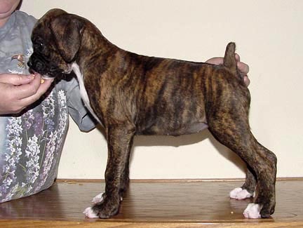 Brindle Female