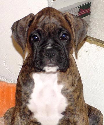 Brindle Male