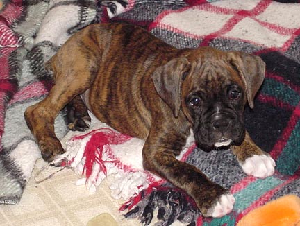 Brindle Male