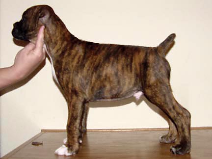 Brindle Male