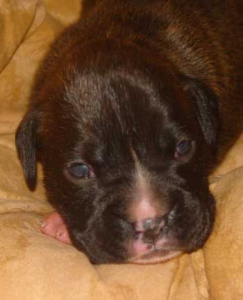 Brindle Male